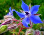 Borago officinalis - Bourrache officinale