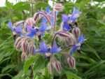 Borago officinalis, Floraison de Bourrache officinale, Graines de Borago officinalis, Graines de Bourrache officinale