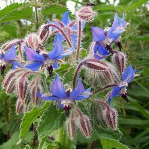Borago officinalis, Floraison de Bourrache officinale, Graines de Borago officinalis, Graines de Bourrache officinale
