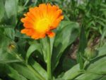 Calendula officinalis – Souci officinal