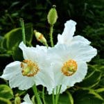 Pavot blanc Himalaya