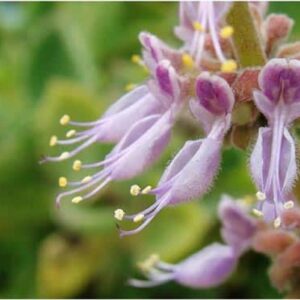 Patchouli - Pogostemon cablin