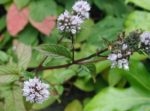 graines Mentha piperita, Menthe poivrée