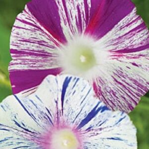 Ipomée Carnevale di Venezia - Ipomoea purpurea