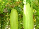 Courge Eponge - Luffa cylindrica