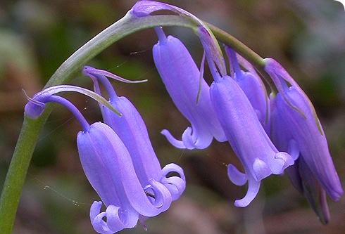 Hyacinthoides non-scripta - Jacinthe des Bois