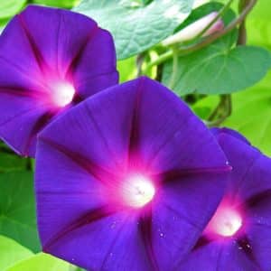 Ipomoea purpurea - Fleurs d'Ipomée pourpre - Graines d'Ipomée pourpre