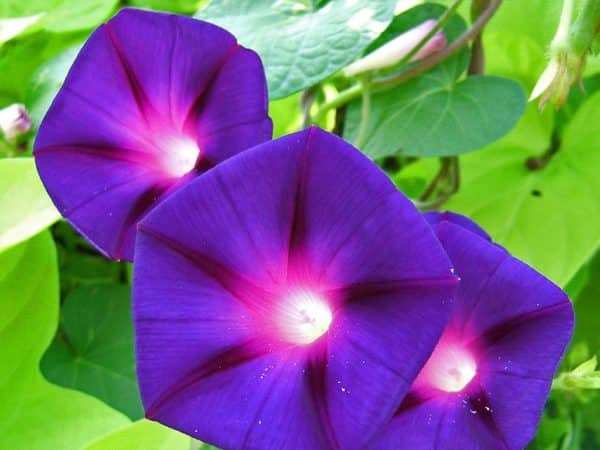 Ipomoea purpurea - Fleurs d'Ipomée pourpre - Graines d'Ipomée pourpre