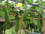 Courge éponge, Luffa cylindrica