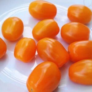 Tomate Cœur de pigeon orange