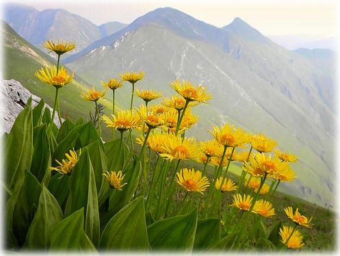 Arnica des montagnes (Arnica montana), Les Belles