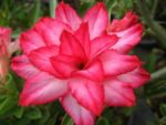 Adenium Obesum Lebmeunang - Rose du désert