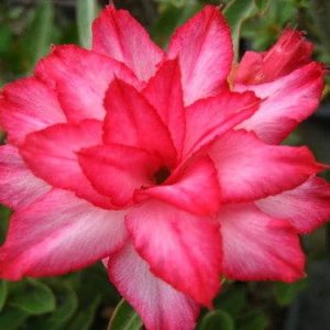 Adenium Obesum Lebmeunang - Rose du désert