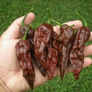 Piment Bhut Jolokia Chocolat - Chocolate Bhut jolokia