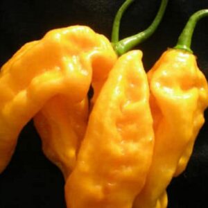 Piment Bhut Jolokia jaune - Yellow Bhut Jolokia