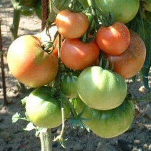 Graines de Tomate Rose de Berne, Tomate Berner Rose