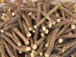 Réglisse, Glycyrrhiza glabra