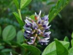 Réglisse, Glycyrrhiza glabra