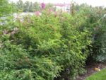 Réglisse, Glycyrrhiza glabra