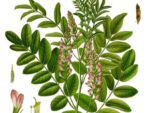 Réglisse, Glycyrrhiza glabra
