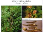 Réglisse, Glycyrrhiza glabra