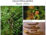 Réglisse, Glycyrrhiza glabra