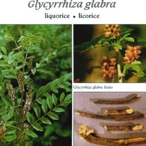 Réglisse, Glycyrrhiza glabra