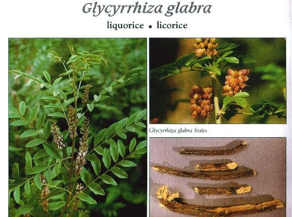 Réglisse, Glycyrrhiza glabra