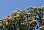 Plant Frangipanier - Plumeria