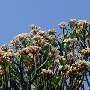 Plant Frangipanier - Plumeria