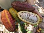 Cabosse de Cacao - Theobroma cacao