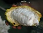 Cabosse de Cacao - Theobroma cacao