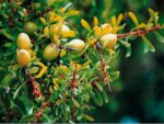 Argania spinosa - Arganier
