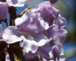 Paulownia tomentosa - Détails d'une fleur