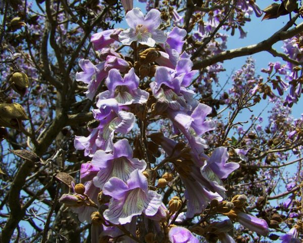 Paulownia tomentosa - Fleurs en grappe