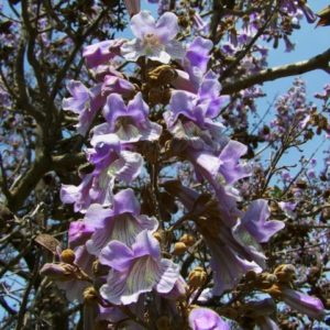 Paulownia tomentosa - Fleurs en grappe