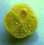 Citron Caviar, Citrus glauca, lime du desert
