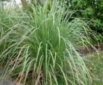Citronnelle - Cymbopogon citratus