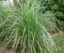 Graines De Citronnelle Cymbopogon Citratus - Lot De 400 Graines - Pour Jardin, Aromatique, Repousse Moustiques