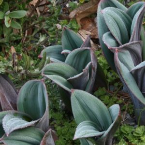 Allium Karataviense