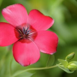 Lin rouge - Linum grandiflorum rubrum