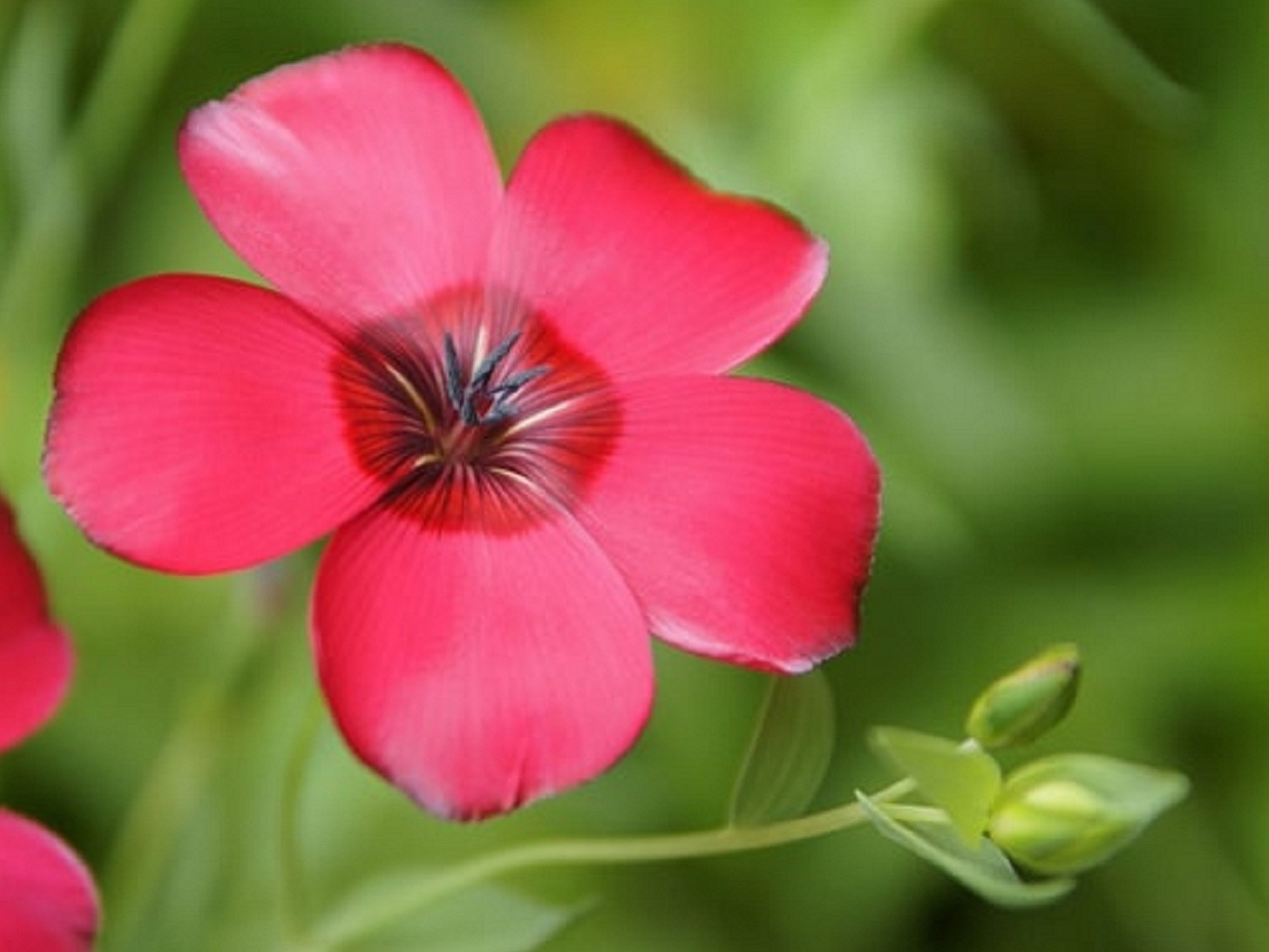 Graines De Lin à Grandes Fleurs Rouges - Sachet De 150 Graines Reproductibles Non Hybrides, Paysannes, Sans Traitement