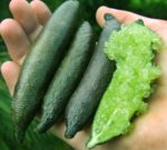 Plant de citronnier caviar
