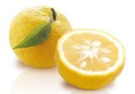 Plant de citronnier caviar