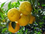 Plant de citronnier caviar