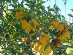 Plant de Yuzu, citrus junos