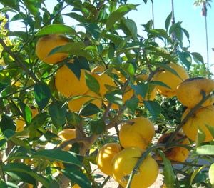 Plant de Yuzu, citrus junos