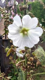 Rose trémière blanche