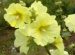 Rose trémière jaune