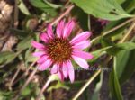Echinacea purpurea ou Rudbeckia pourpre